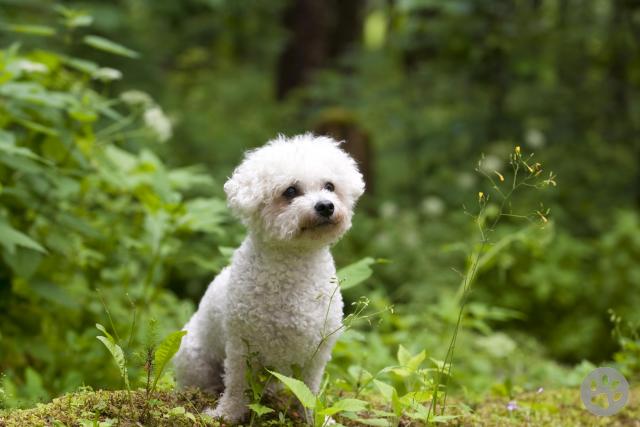 Bichon sales frise pedigree